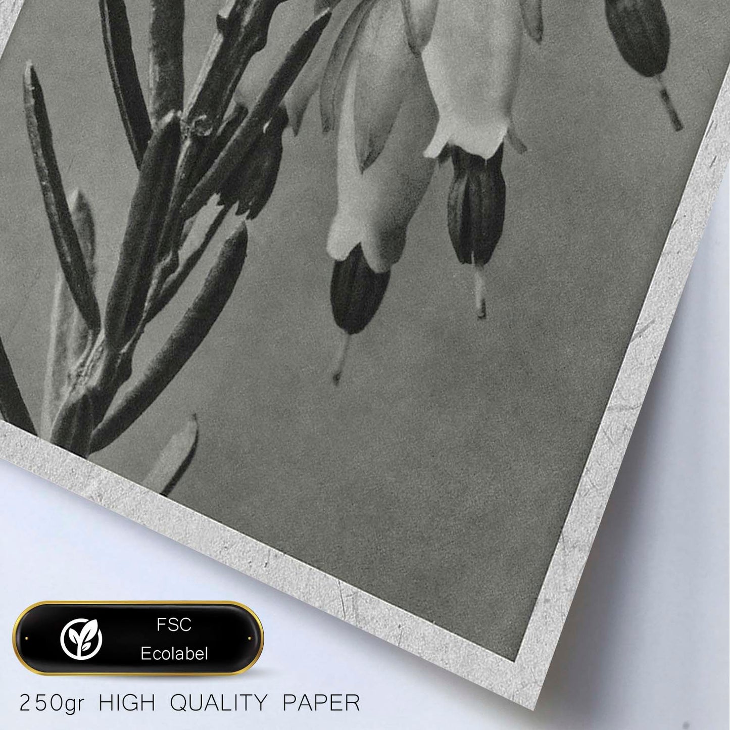 Lámina Planta blanco y negro 34. Pósters con ilustraciones de flores y plantas en tonos grises.-Artwork-Nacnic-Nacnic Estudio SL