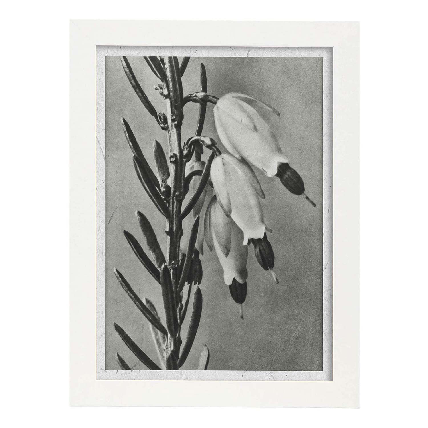 Lámina Planta blanco y negro 34. Pósters con ilustraciones de flores y plantas en tonos grises.-Artwork-Nacnic-A3-Marco Blanco-Nacnic Estudio SL