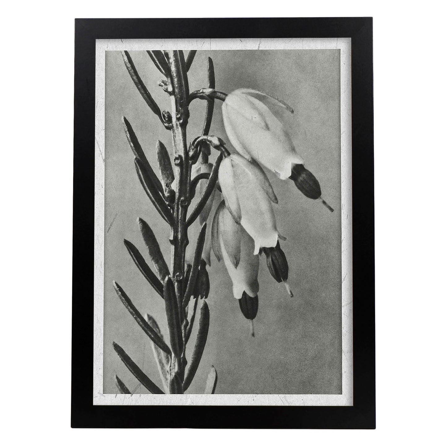 Lámina Planta blanco y negro 34. Pósters con ilustraciones de flores y plantas en tonos grises.-Artwork-Nacnic-A3-Marco Negro-Nacnic Estudio SL