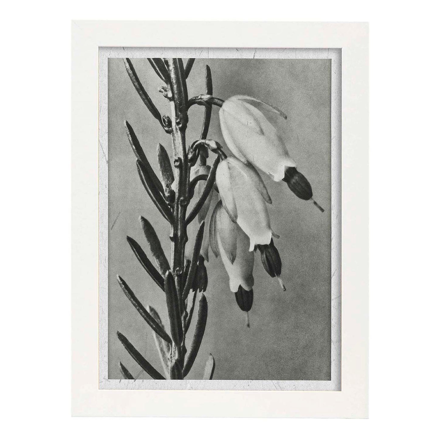 Lámina Planta blanco y negro 34. Pósters con ilustraciones de flores y plantas en tonos grises.-Artwork-Nacnic-A4-Marco Blanco-Nacnic Estudio SL