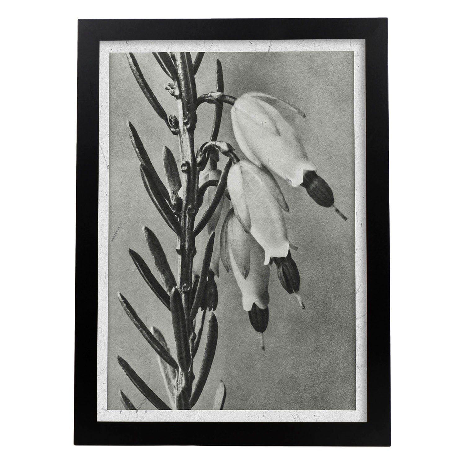 Lámina Planta blanco y negro 34. Pósters con ilustraciones de flores y plantas en tonos grises.-Artwork-Nacnic-A4-Marco Negro-Nacnic Estudio SL