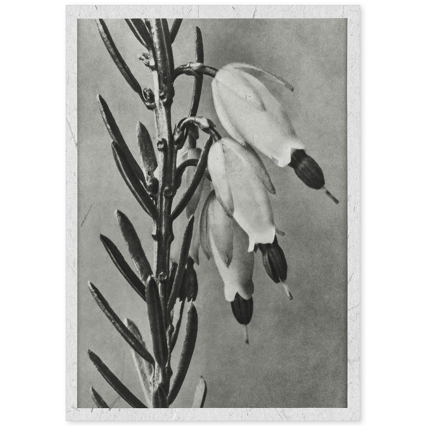 Lámina Planta blanco y negro 34. Pósters con ilustraciones de flores y plantas en tonos grises.-Artwork-Nacnic-A4-Sin marco-Nacnic Estudio SL