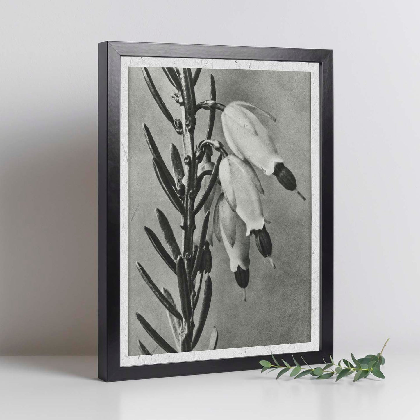 Lámina Planta blanco y negro 34. Pósters con ilustraciones de flores y plantas en tonos grises.-Artwork-Nacnic-Nacnic Estudio SL