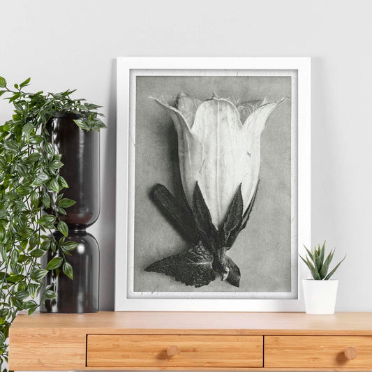 Lámina Planta blanco y negro 36. Pósters con ilustraciones de flores y plantas en tonos grises.-Artwork-Nacnic-Nacnic Estudio SL