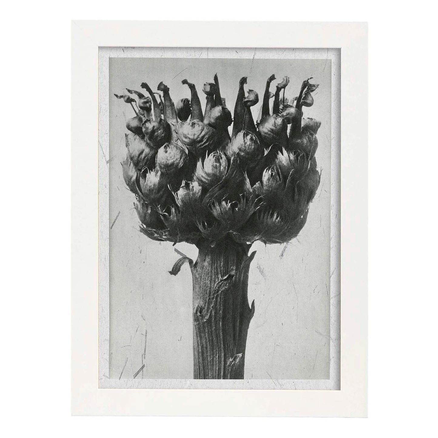 Lámina Planta blanco y negro 37. Pósters con ilustraciones de flores y plantas en tonos grises.-Artwork-Nacnic-A3-Marco Blanco-Nacnic Estudio SL