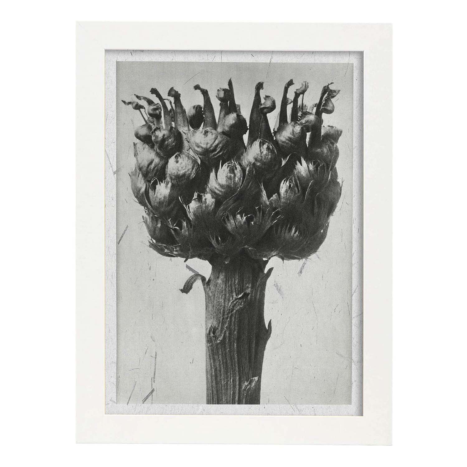 Lámina Planta blanco y negro 37. Pósters con ilustraciones de flores y plantas en tonos grises.-Artwork-Nacnic-A3-Marco Blanco-Nacnic Estudio SL