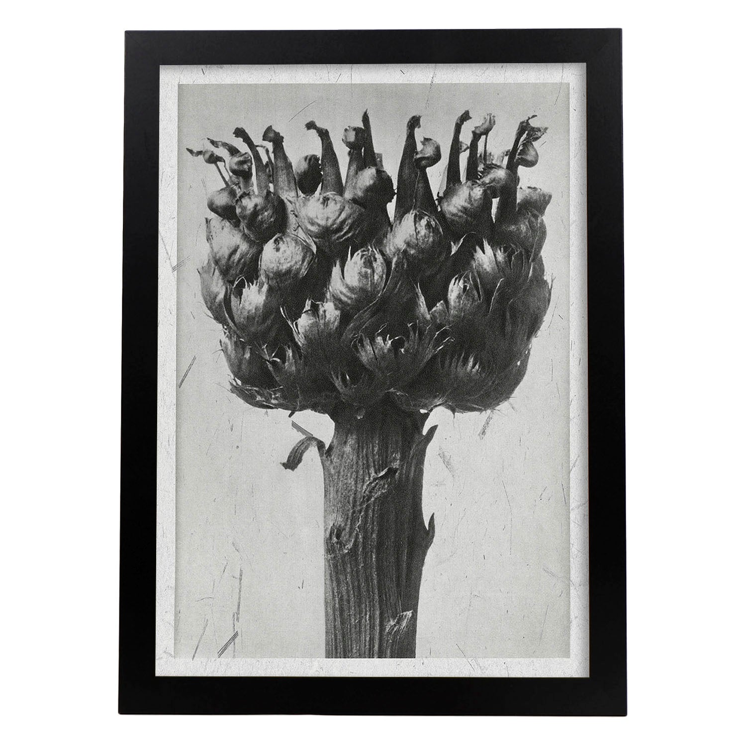 Lámina Planta blanco y negro 37. Pósters con ilustraciones de flores y plantas en tonos grises.-Artwork-Nacnic-A3-Marco Negro-Nacnic Estudio SL