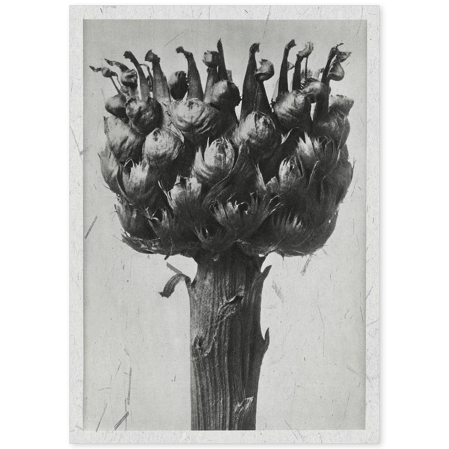 Lámina Planta blanco y negro 37. Pósters con ilustraciones de flores y plantas en tonos grises.-Artwork-Nacnic-A4-Sin marco-Nacnic Estudio SL
