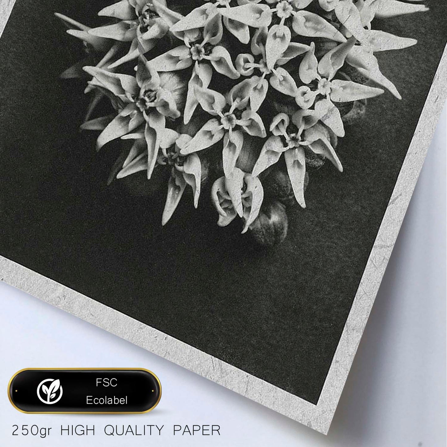 Lámina Planta blanco y negro 38. Pósters con ilustraciones de flores y plantas en tonos grises.-Artwork-Nacnic-Nacnic Estudio SL