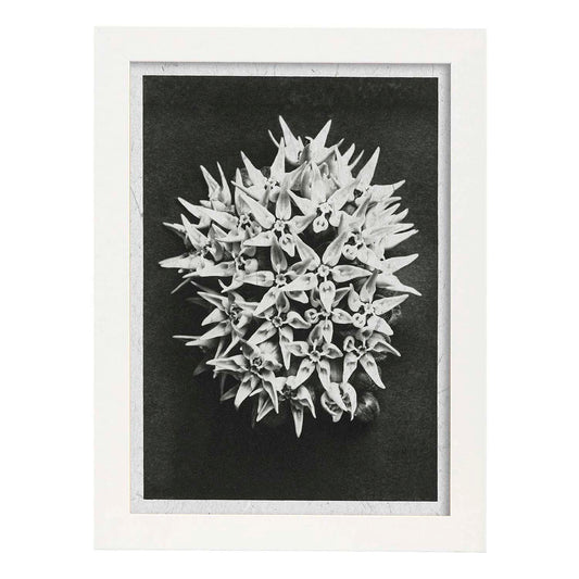 Lámina Planta blanco y negro 38. Pósters con ilustraciones de flores y plantas en tonos grises.-Artwork-Nacnic-A4-Marco Blanco-Nacnic Estudio SL