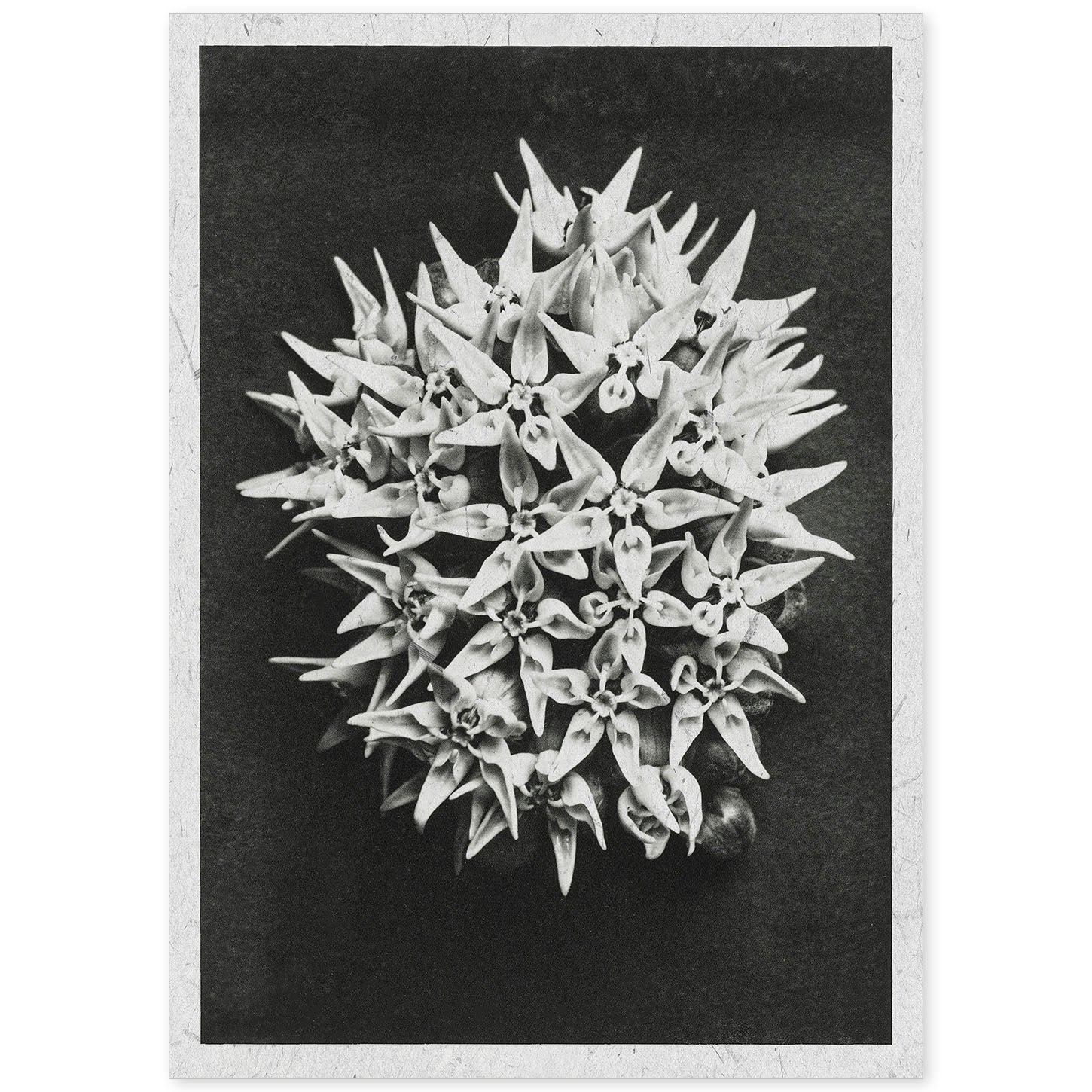 Lámina Planta blanco y negro 38. Pósters con ilustraciones de flores y plantas en tonos grises.-Artwork-Nacnic-A4-Sin marco-Nacnic Estudio SL