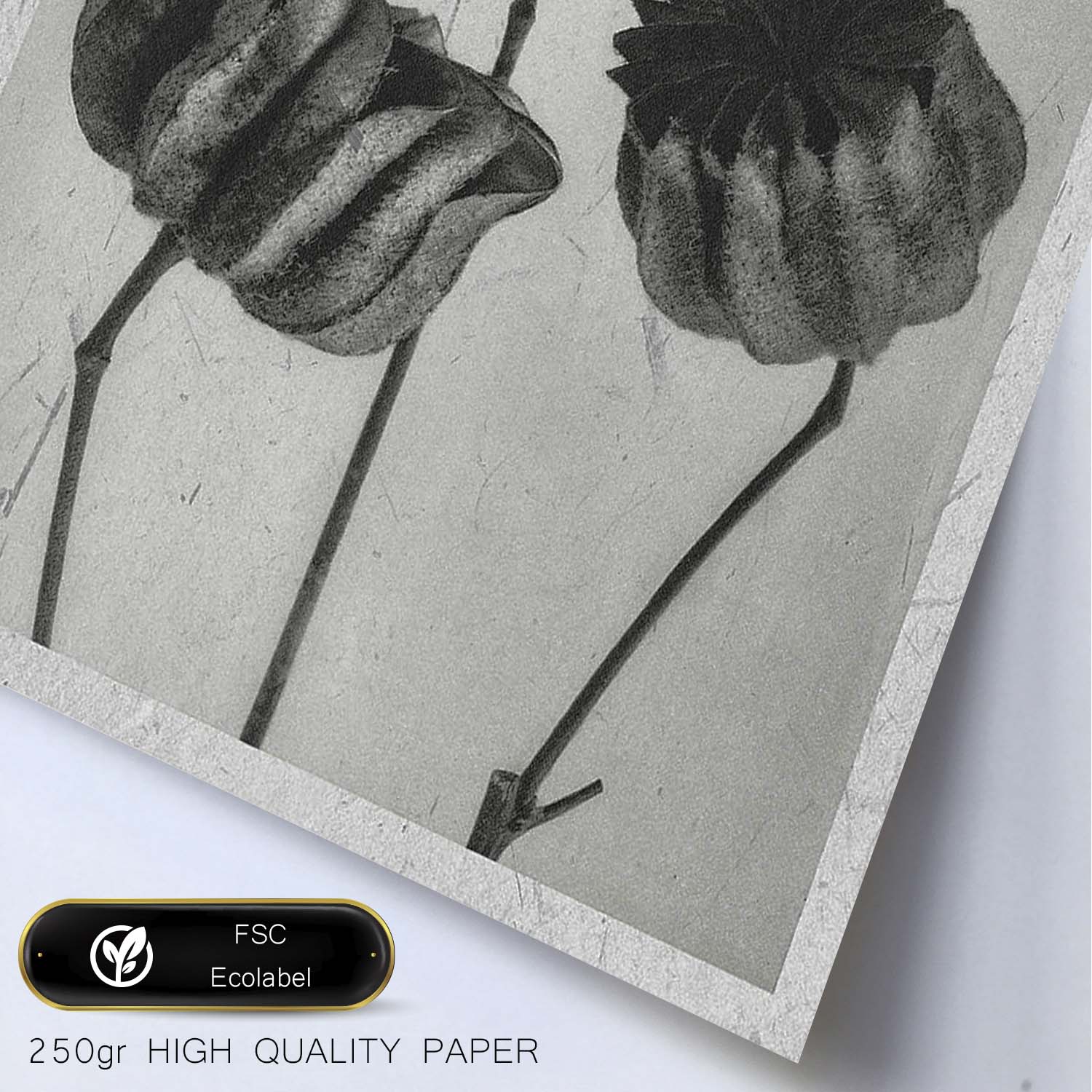 Lámina Planta blanco y negro 39. Pósters con ilustraciones de flores y plantas en tonos grises.-Artwork-Nacnic-Nacnic Estudio SL