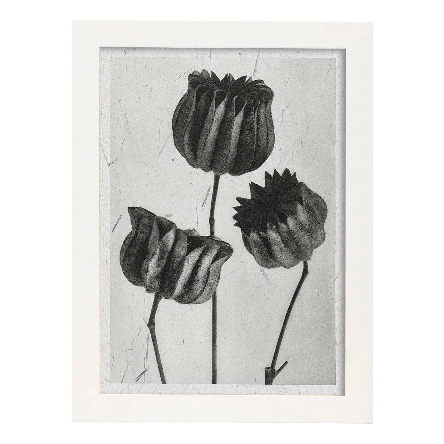 Lámina Planta blanco y negro 39. Pósters con ilustraciones de flores y plantas en tonos grises.-Artwork-Nacnic-A3-Marco Blanco-Nacnic Estudio SL
