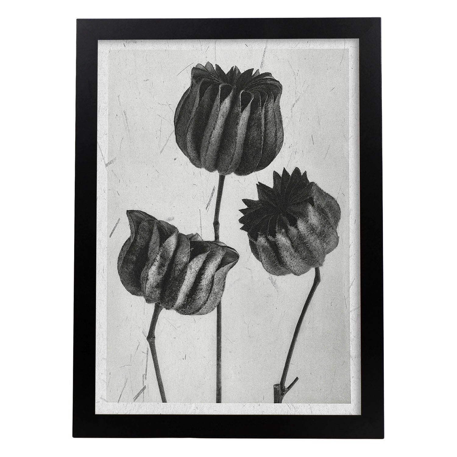 Lámina Planta blanco y negro 39. Pósters con ilustraciones de flores y plantas en tonos grises.-Artwork-Nacnic-A3-Marco Negro-Nacnic Estudio SL