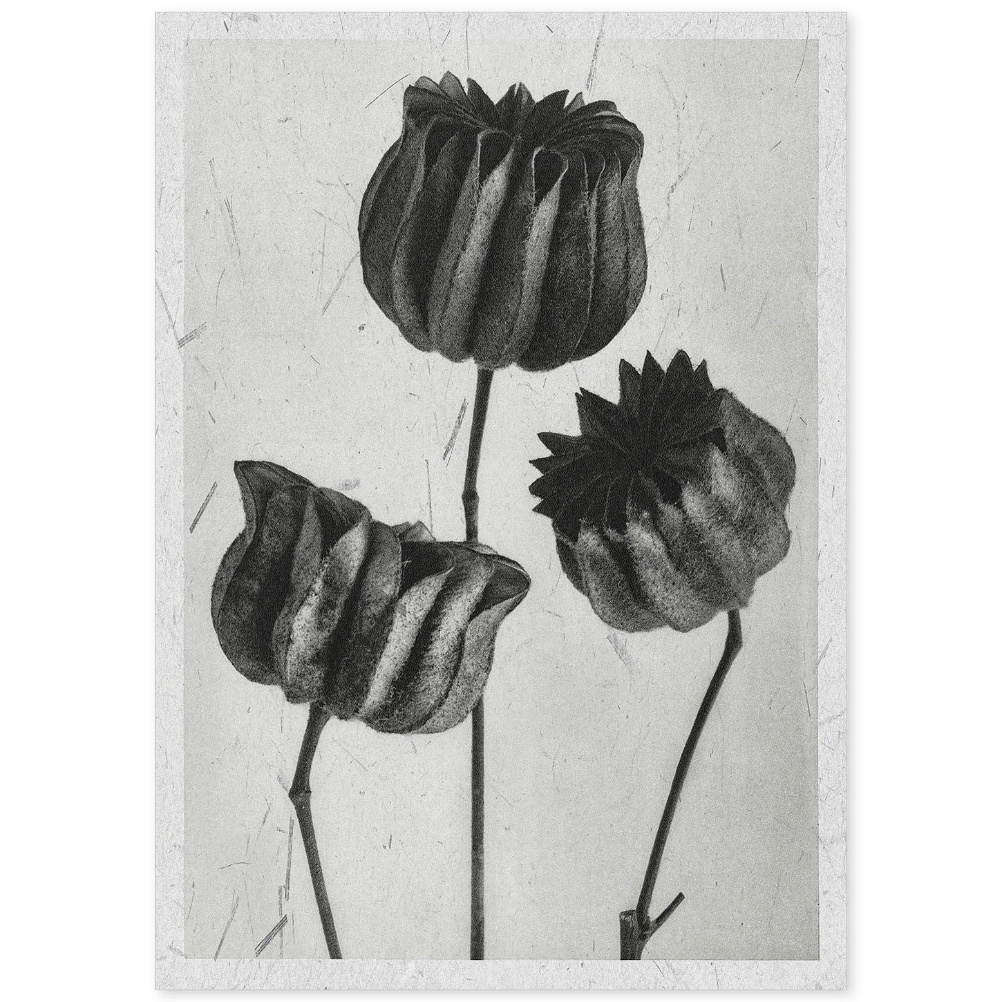 Lámina Planta blanco y negro 39. Pósters con ilustraciones de flores y plantas en tonos grises.-Artwork-Nacnic-A4-Sin marco-Nacnic Estudio SL