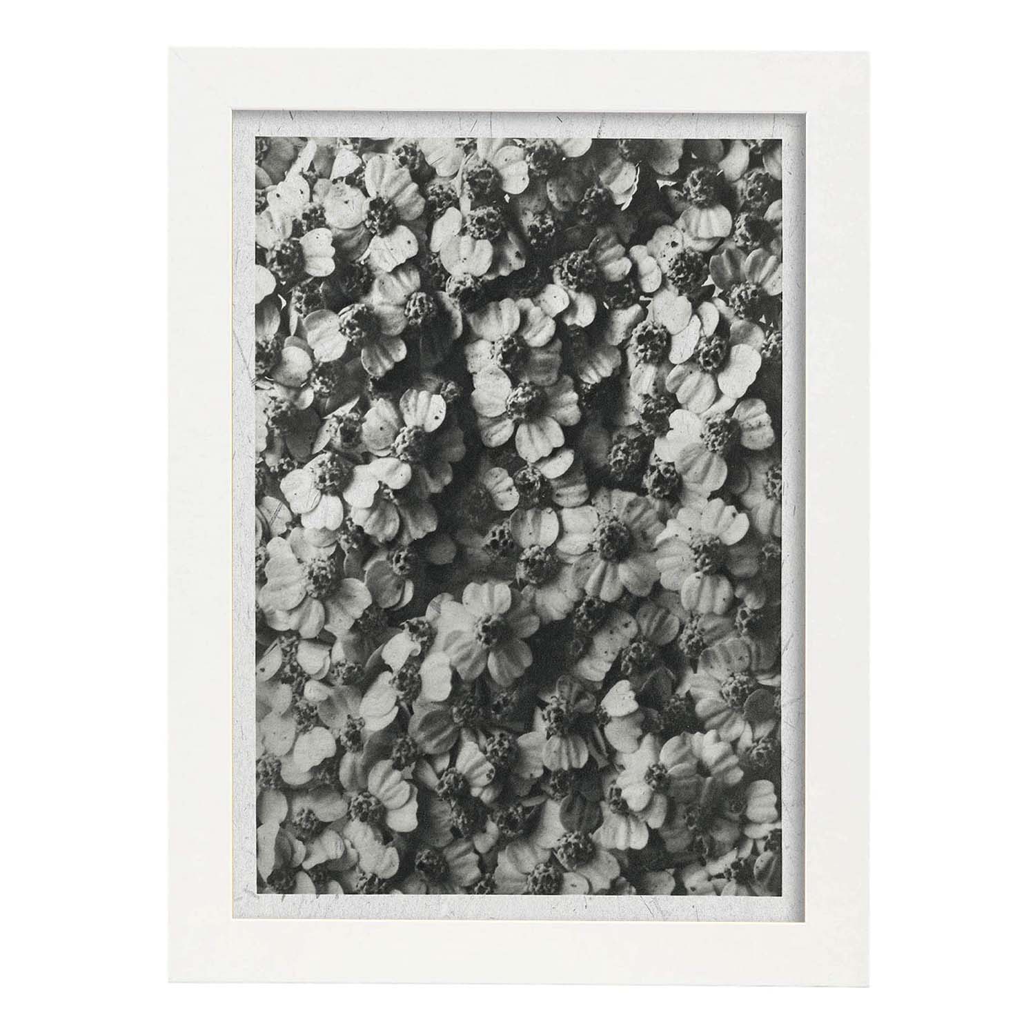 Lámina Planta blanco y negro 40. Pósters con ilustraciones de flores y plantas en tonos grises.-Artwork-Nacnic-A3-Marco Blanco-Nacnic Estudio SL