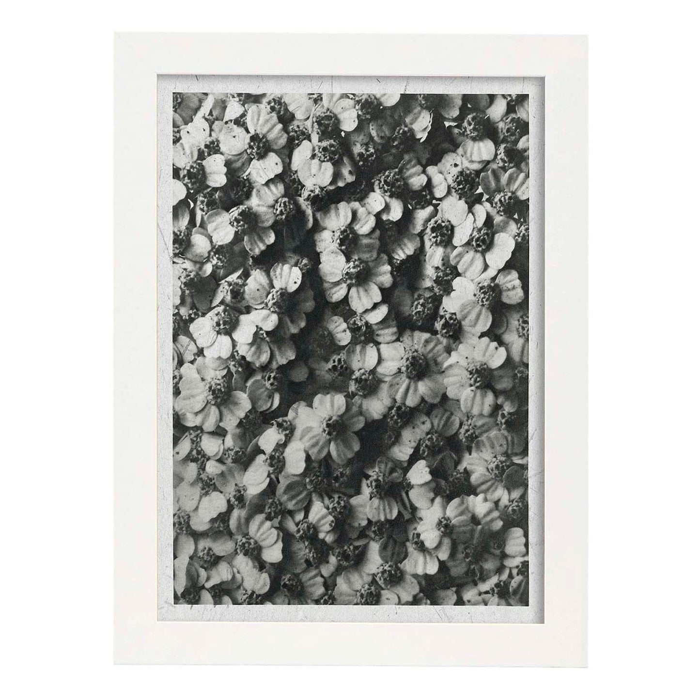 Lámina Planta blanco y negro 40. Pósters con ilustraciones de flores y plantas en tonos grises.-Artwork-Nacnic-A3-Marco Blanco-Nacnic Estudio SL