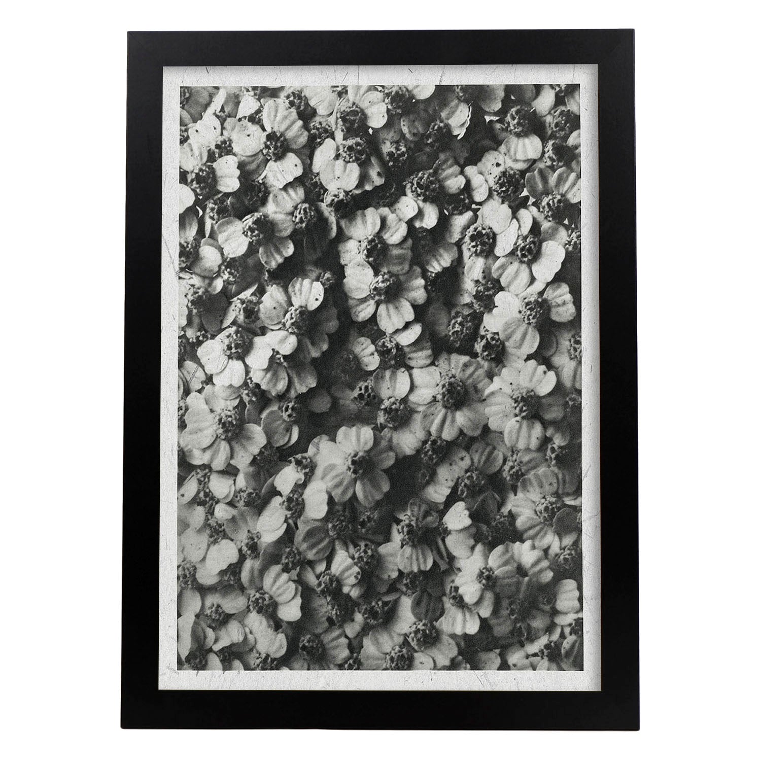Lámina Planta blanco y negro 40. Pósters con ilustraciones de flores y plantas en tonos grises.-Artwork-Nacnic-A3-Marco Negro-Nacnic Estudio SL