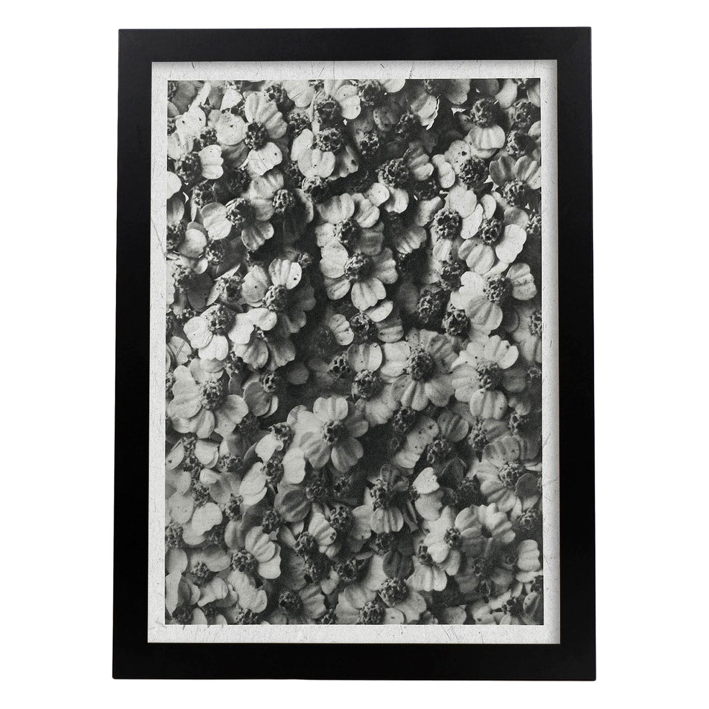 Lámina Planta blanco y negro 40. Pósters con ilustraciones de flores y plantas en tonos grises.-Artwork-Nacnic-A4-Marco Negro-Nacnic Estudio SL