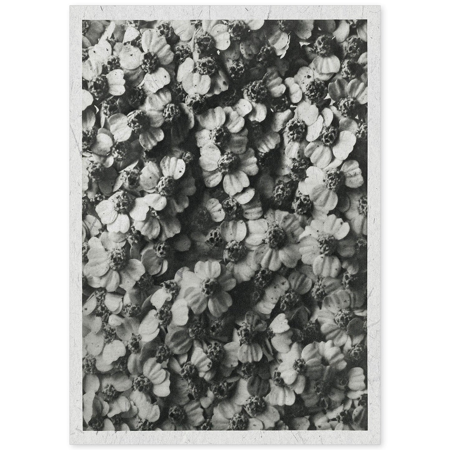 Lámina Planta blanco y negro 40. Pósters con ilustraciones de flores y plantas en tonos grises.-Artwork-Nacnic-A4-Sin marco-Nacnic Estudio SL