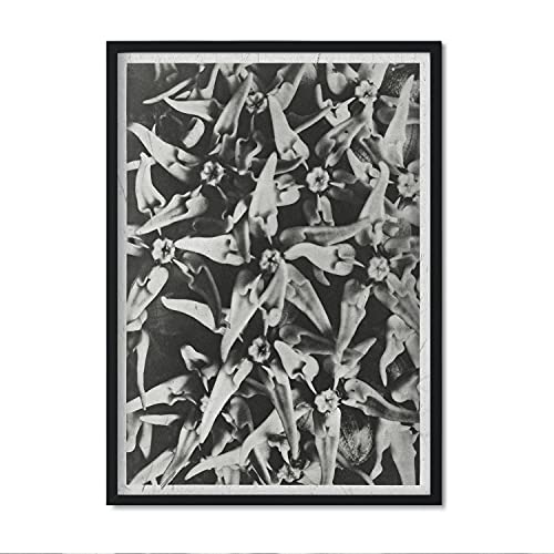 Lámina Planta blanco y negro 41. Pósters con ilustraciones de flores y plantas en tonos grises.-Artwork-Nacnic-Nacnic Estudio SL