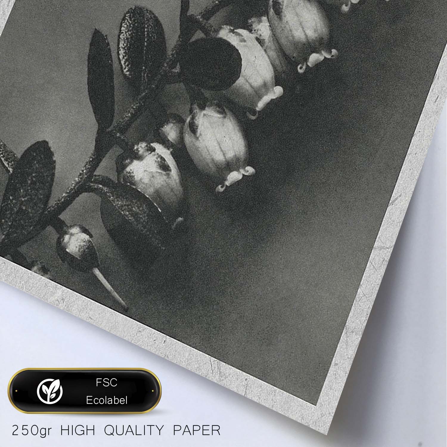Lámina Planta blanco y negro 43. Pósters con ilustraciones de flores y plantas en tonos grises.-Artwork-Nacnic-Nacnic Estudio SL