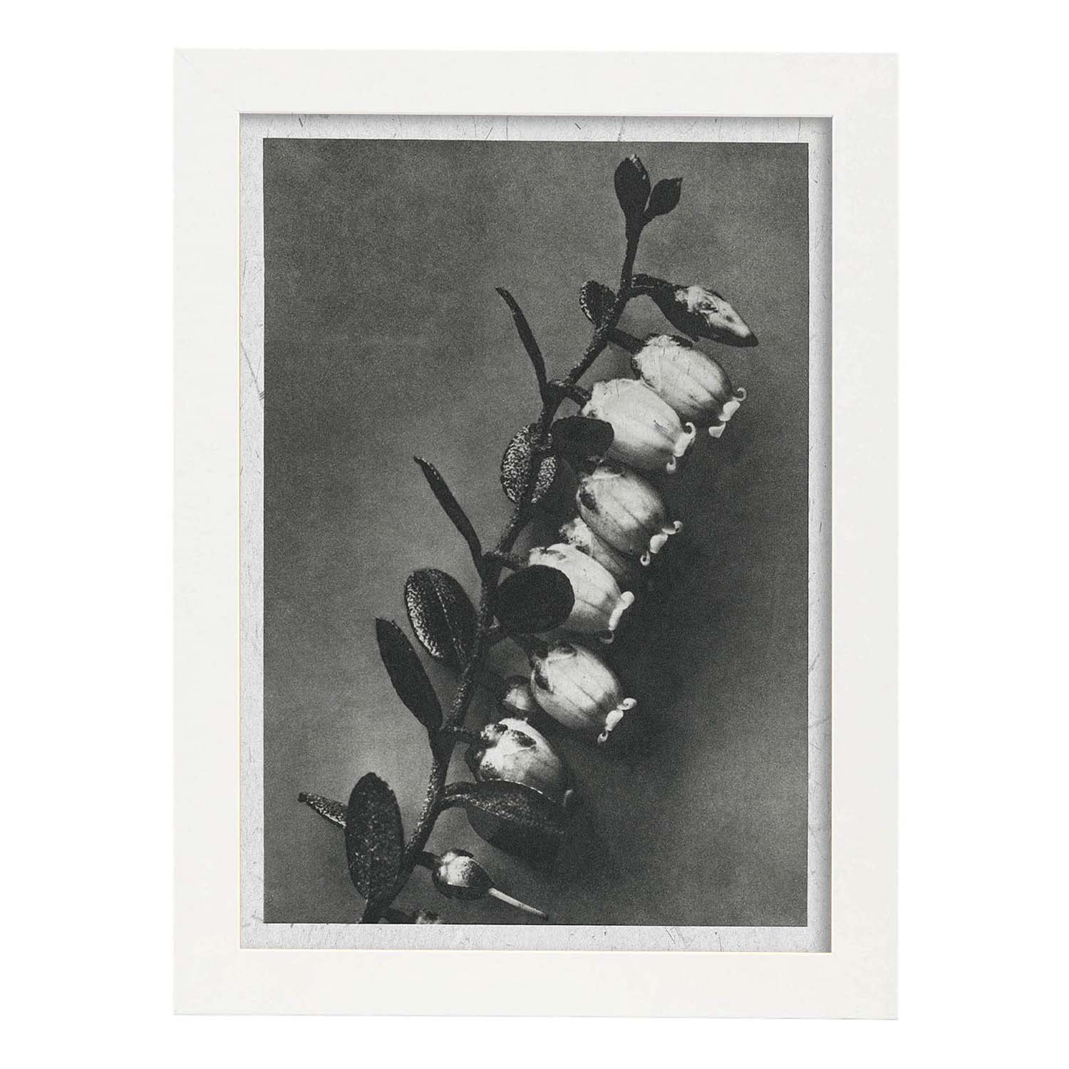 Lámina Planta blanco y negro 43. Pósters con ilustraciones de flores y plantas en tonos grises.-Artwork-Nacnic-A3-Marco Blanco-Nacnic Estudio SL