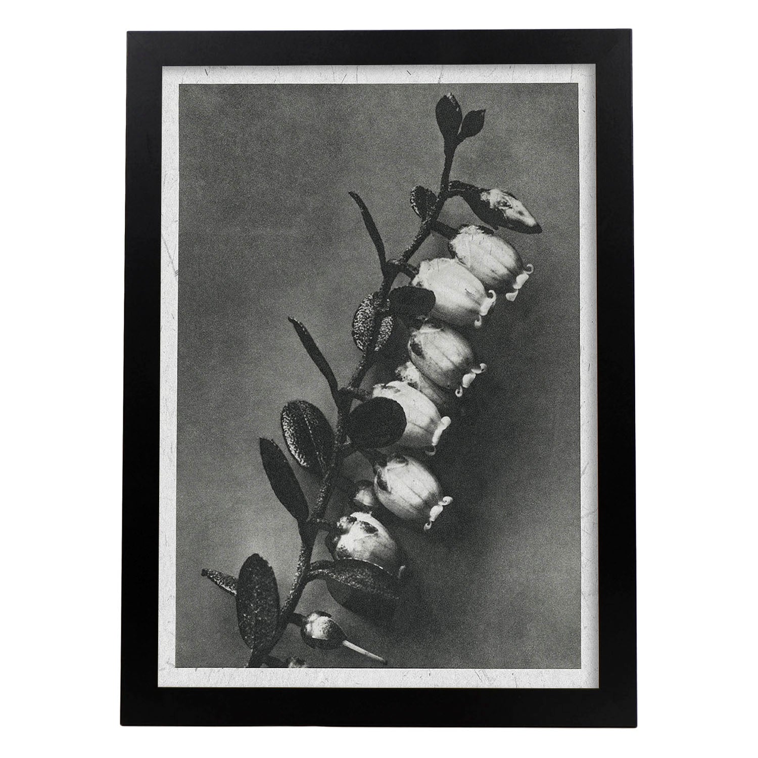 Lámina Planta blanco y negro 43. Pósters con ilustraciones de flores y plantas en tonos grises.-Artwork-Nacnic-A3-Marco Negro-Nacnic Estudio SL
