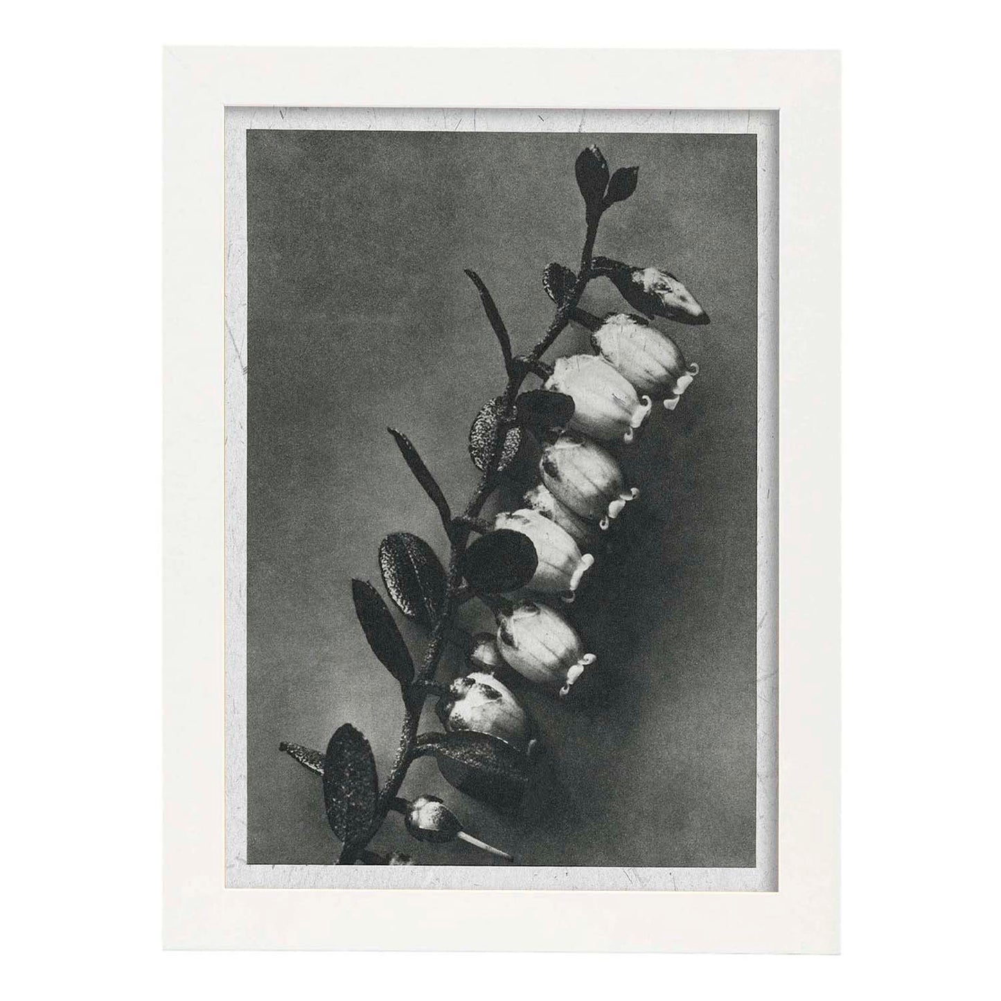 Lámina Planta blanco y negro 43. Pósters con ilustraciones de flores y plantas en tonos grises.-Artwork-Nacnic-A4-Marco Blanco-Nacnic Estudio SL