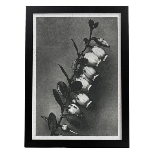 Lámina Planta blanco y negro 43. Pósters con ilustraciones de flores y plantas en tonos grises.-Artwork-Nacnic-A4-Marco Negro-Nacnic Estudio SL