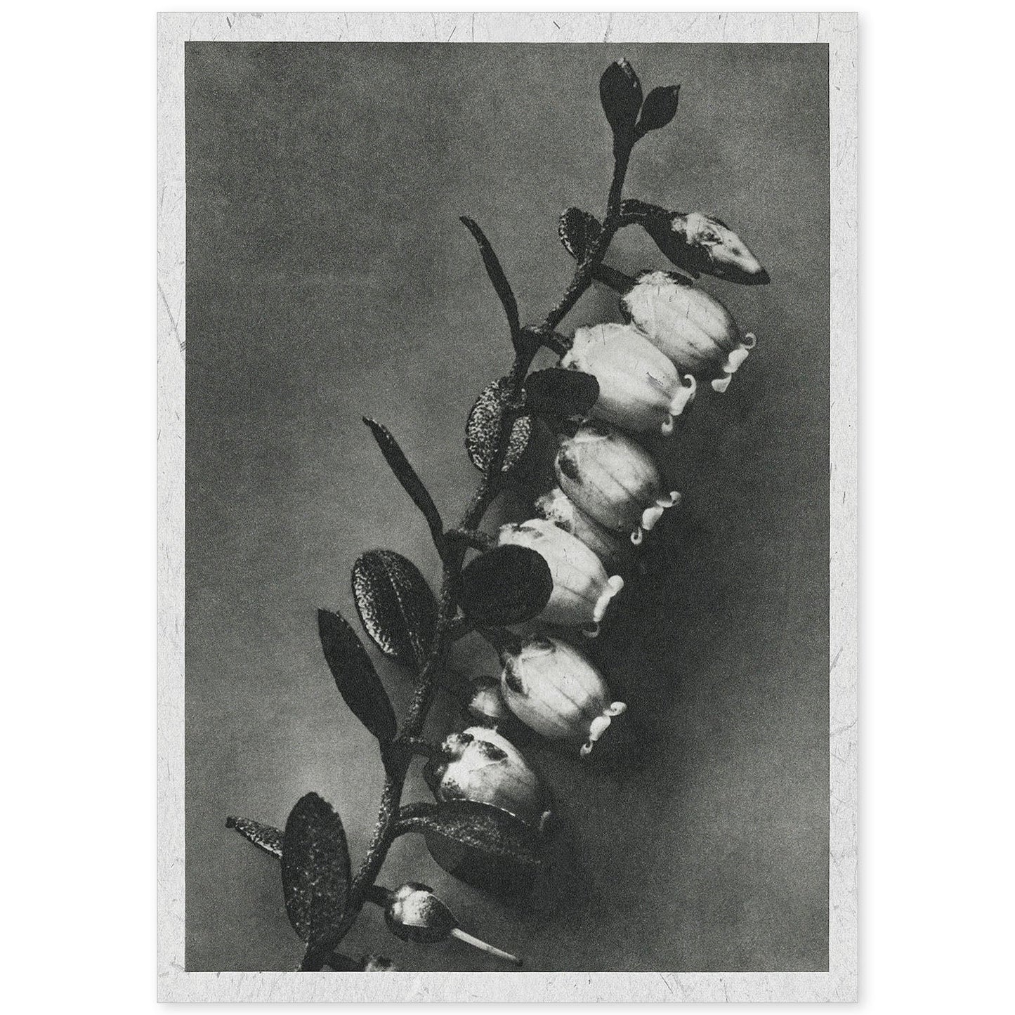 Lámina Planta blanco y negro 43. Pósters con ilustraciones de flores y plantas en tonos grises.-Artwork-Nacnic-A4-Sin marco-Nacnic Estudio SL