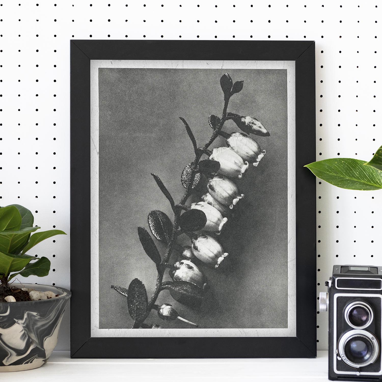 Lámina Planta blanco y negro 43. Pósters con ilustraciones de flores y plantas en tonos grises.-Artwork-Nacnic-Nacnic Estudio SL