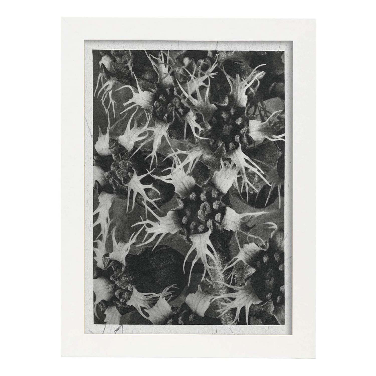 Lámina Planta blanco y negro 44. Pósters con ilustraciones de flores y plantas en tonos grises.-Artwork-Nacnic-A3-Marco Blanco-Nacnic Estudio SL