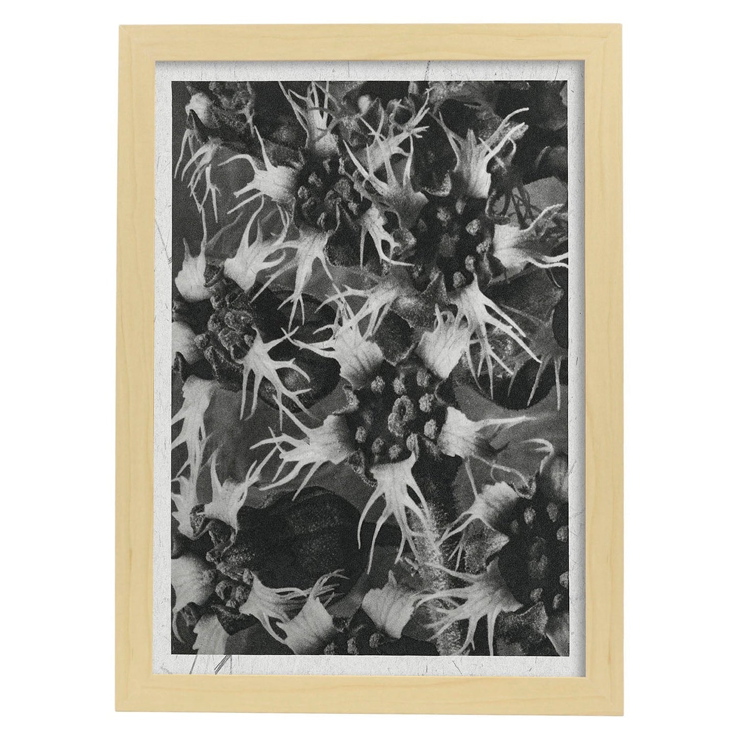 Lámina Planta blanco y negro 44. Pósters con ilustraciones de flores y plantas en tonos grises.-Artwork-Nacnic-A3-Marco Madera clara-Nacnic Estudio SL