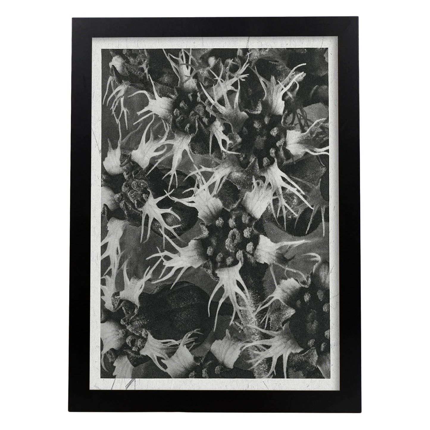 Lámina Planta blanco y negro 44. Pósters con ilustraciones de flores y plantas en tonos grises.-Artwork-Nacnic-A3-Marco Negro-Nacnic Estudio SL