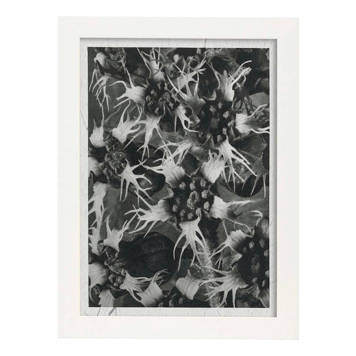 Lámina Planta blanco y negro 44. Pósters con ilustraciones de flores y plantas en tonos grises.-Artwork-Nacnic-A4-Marco Blanco-Nacnic Estudio SL