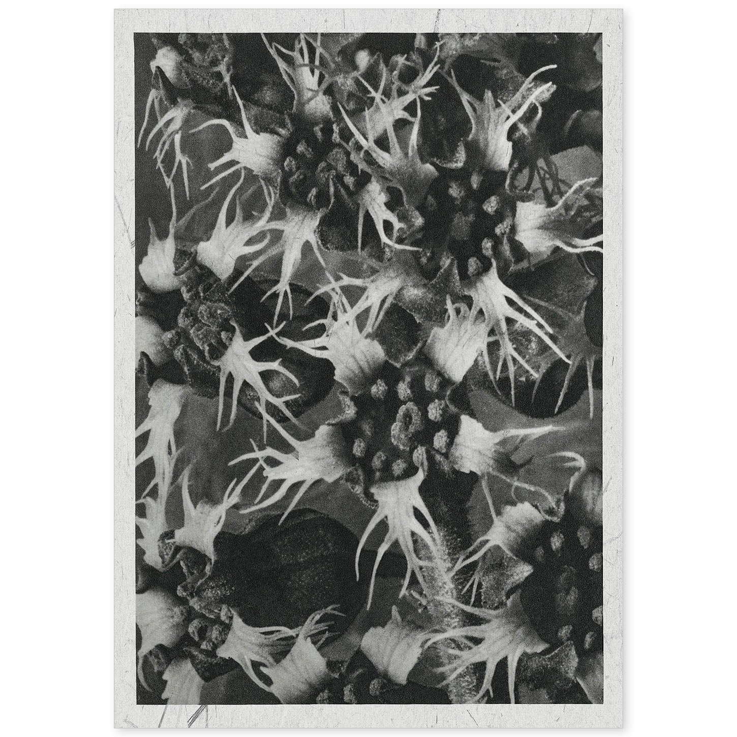 Lámina Planta blanco y negro 44. Pósters con ilustraciones de flores y plantas en tonos grises.-Artwork-Nacnic-A4-Sin marco-Nacnic Estudio SL