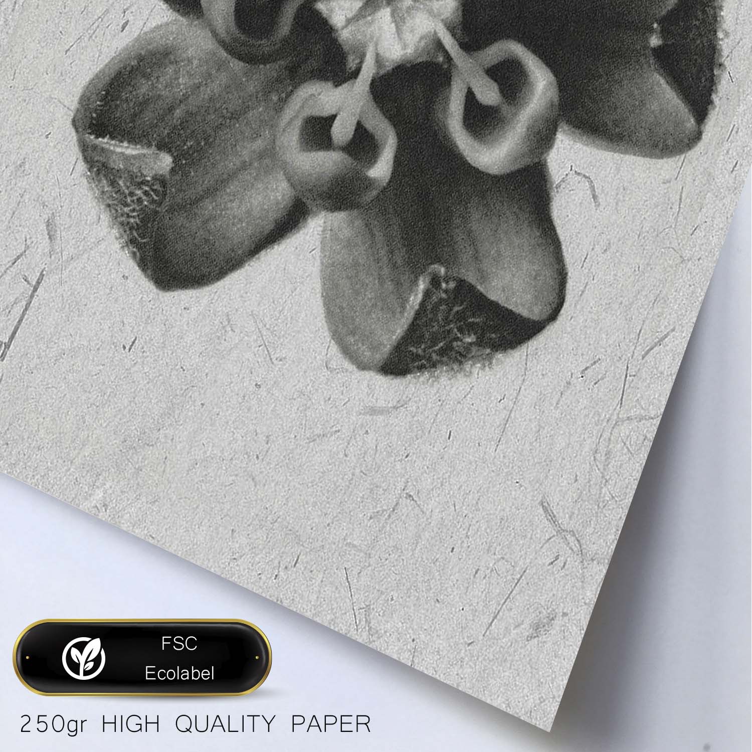 Lámina Planta blanco y negro 45. Pósters con ilustraciones de flores y plantas en tonos grises.-Artwork-Nacnic-Nacnic Estudio SL
