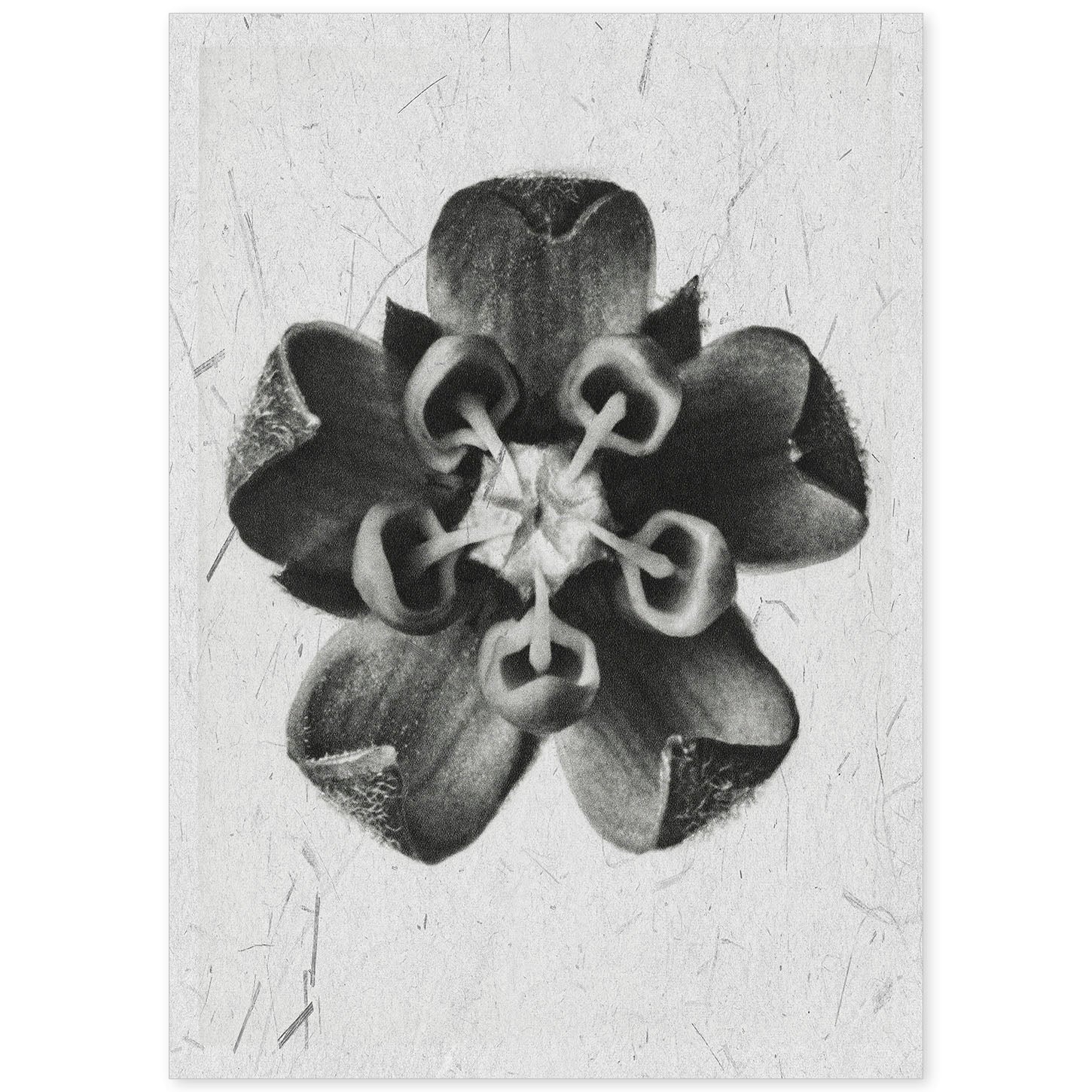 Lámina Planta blanco y negro 45. Pósters con ilustraciones de flores y plantas en tonos grises.-Artwork-Nacnic-A4-Sin marco-Nacnic Estudio SL