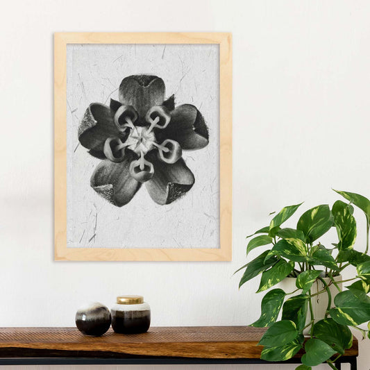 Lámina Planta blanco y negro 45. Pósters con ilustraciones de flores y plantas en tonos grises.-Artwork-Nacnic-Nacnic Estudio SL