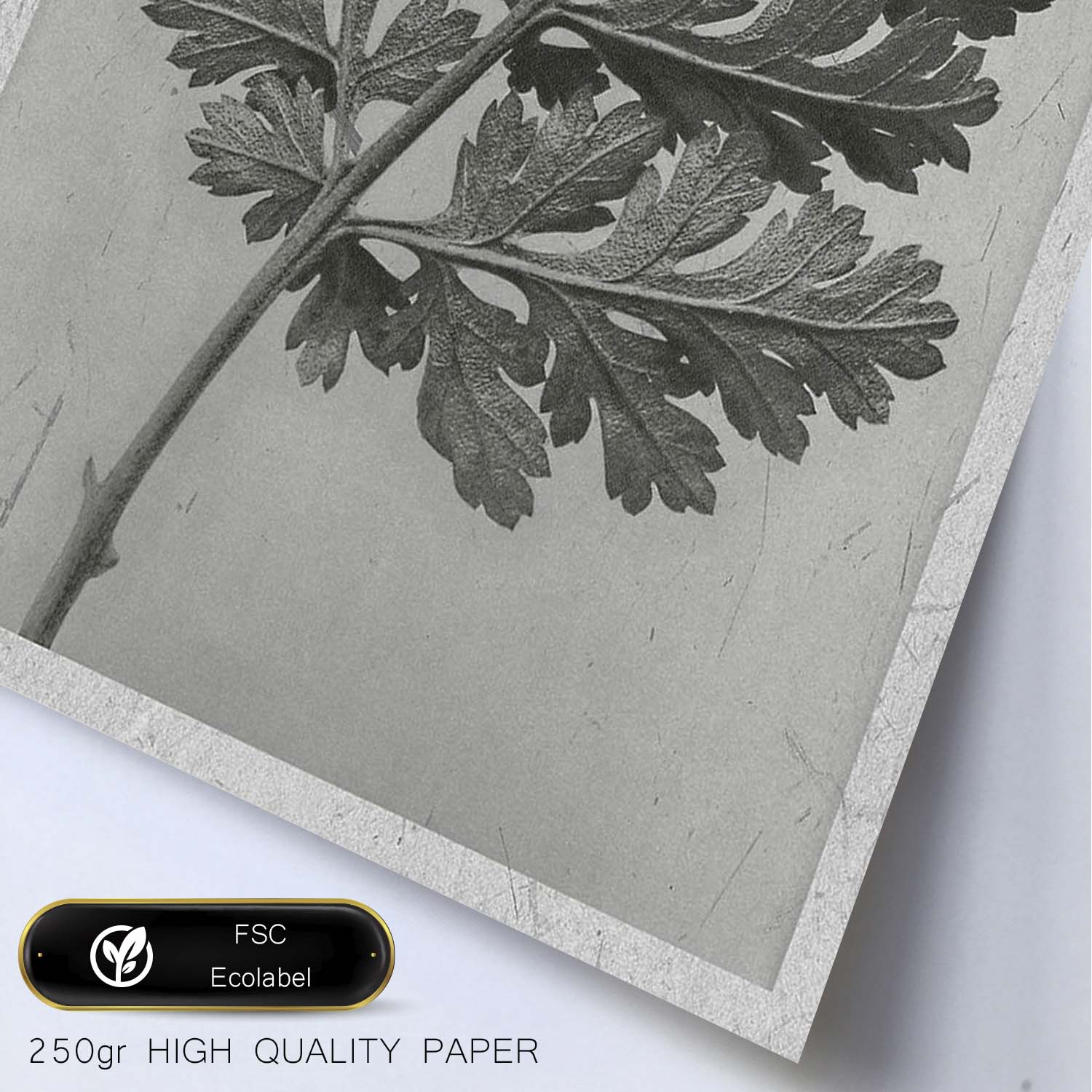 Lámina Planta blanco y negro 46. Pósters con ilustraciones de flores y plantas en tonos grises.-Artwork-Nacnic-Nacnic Estudio SL