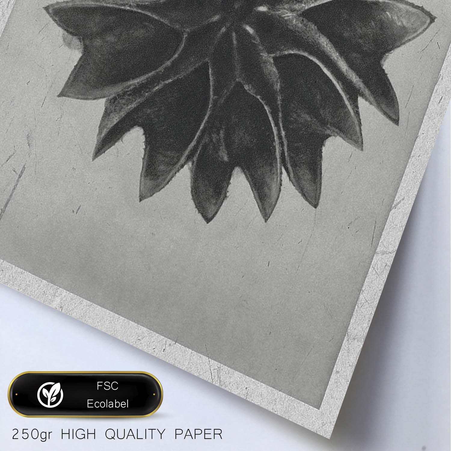 Lámina Planta blanco y negro 47. Pósters con ilustraciones de flores y plantas en tonos grises.-Artwork-Nacnic-Nacnic Estudio SL