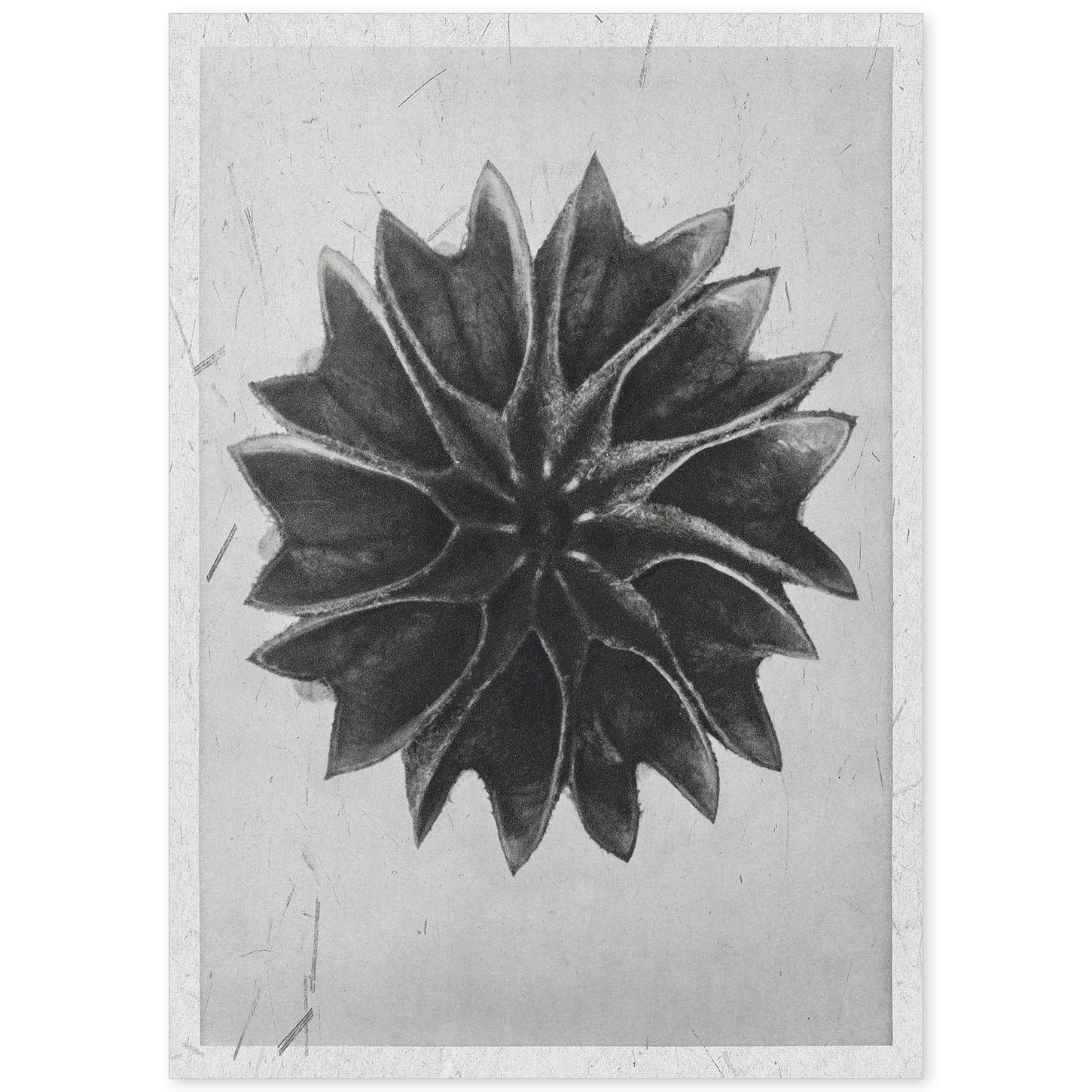 Lámina Planta blanco y negro 47. Pósters con ilustraciones de flores y plantas en tonos grises.-Artwork-Nacnic-A4-Sin marco-Nacnic Estudio SL