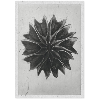 Lámina Planta blanco y negro 47. Pósters con ilustraciones de flores y plantas en tonos grises.-Artwork-Nacnic-A4-Sin marco-Nacnic Estudio SL