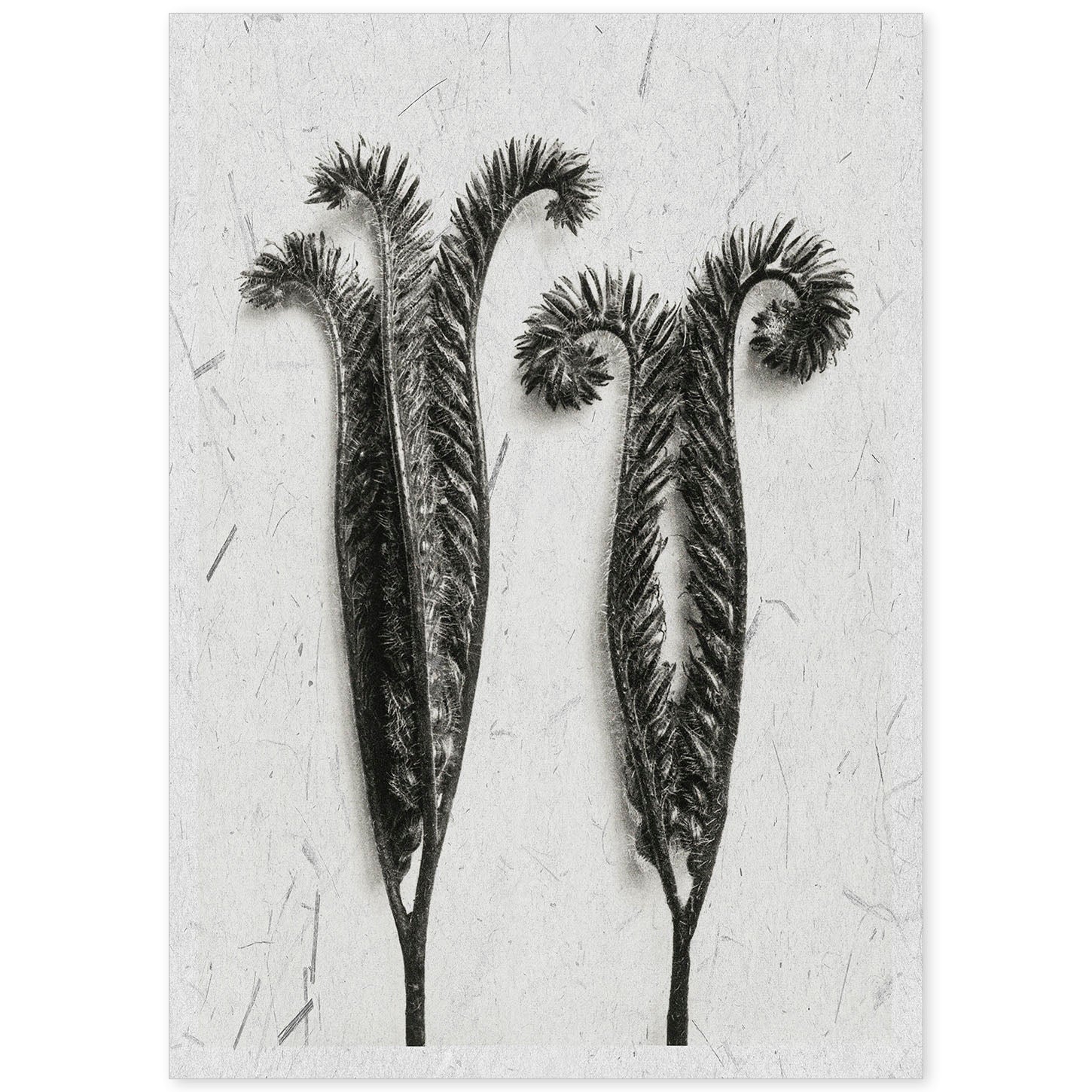 Lámina Planta blanco y negro 48. Pósters con ilustraciones de flores y plantas en tonos grises.-Artwork-Nacnic-A4-Sin marco-Nacnic Estudio SL