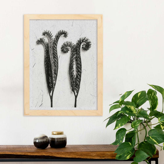 Lámina Planta blanco y negro 48. Pósters con ilustraciones de flores y plantas en tonos grises.-Artwork-Nacnic-Nacnic Estudio SL