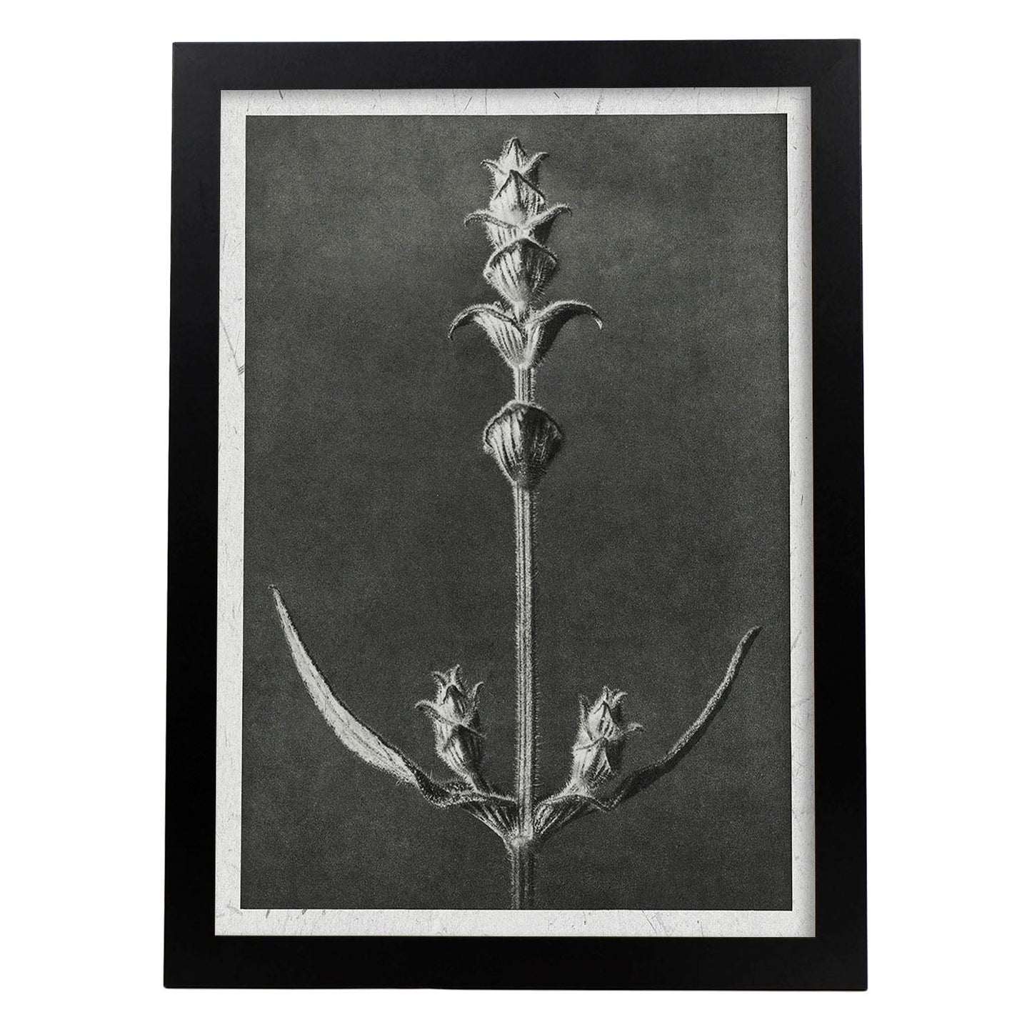 Lámina Planta blanco y negro 49. Pósters con ilustraciones de flores y plantas en tonos grises.-Artwork-Nacnic-A3-Marco Negro-Nacnic Estudio SL