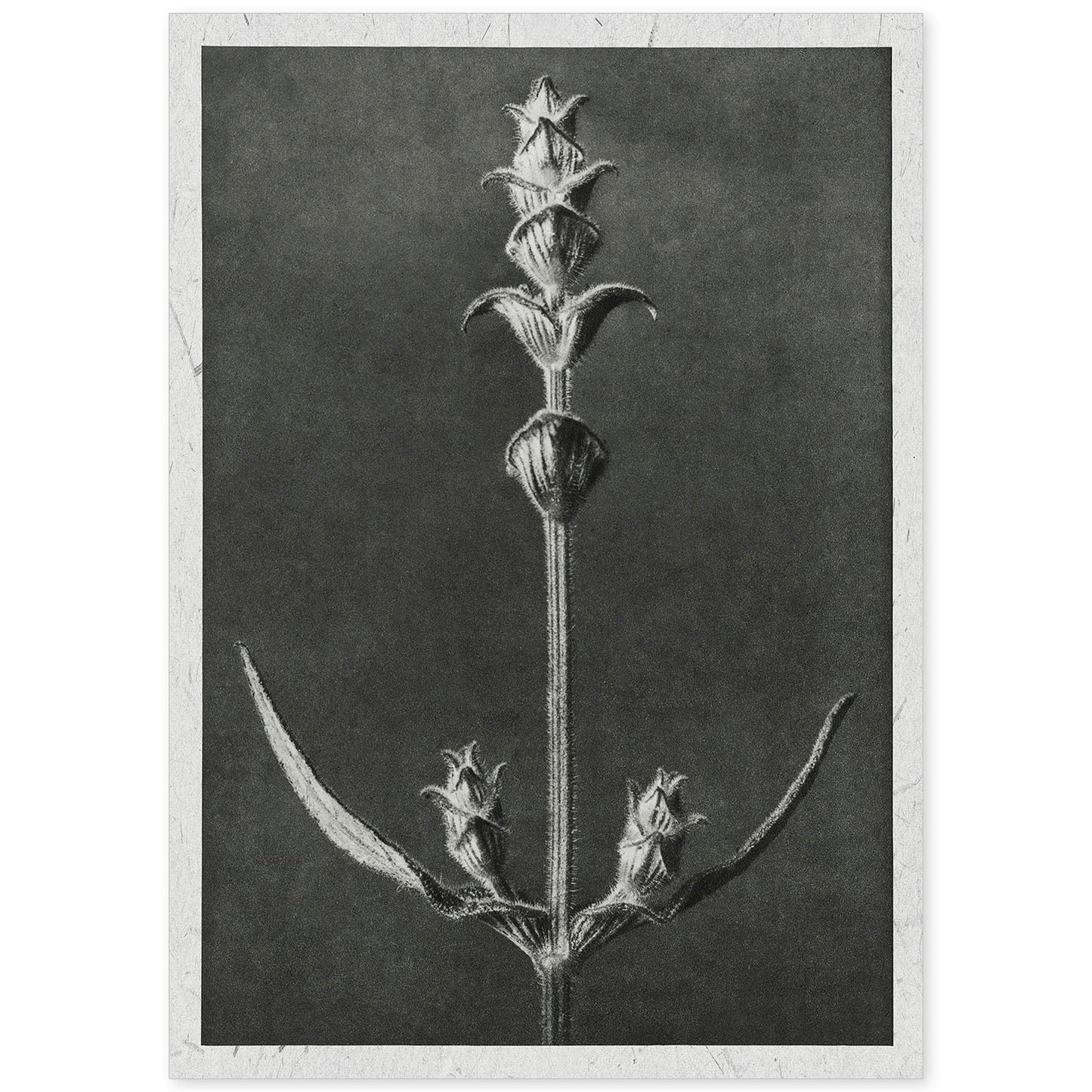 Lámina Planta blanco y negro 49. Pósters con ilustraciones de flores y plantas en tonos grises.-Artwork-Nacnic-A4-Sin marco-Nacnic Estudio SL