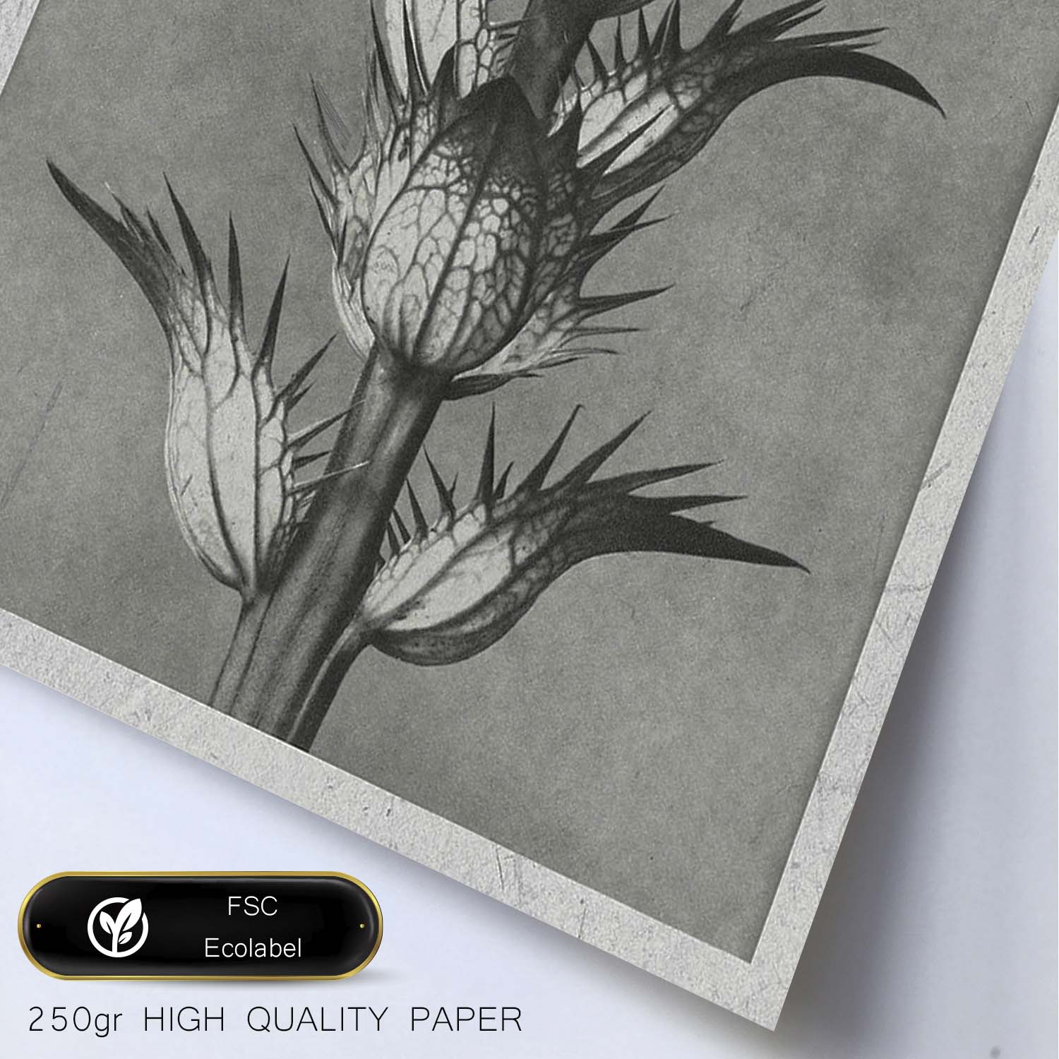 Lámina Planta blanco y negro 50. Pósters con ilustraciones de flores y plantas en tonos grises.-Artwork-Nacnic-Nacnic Estudio SL