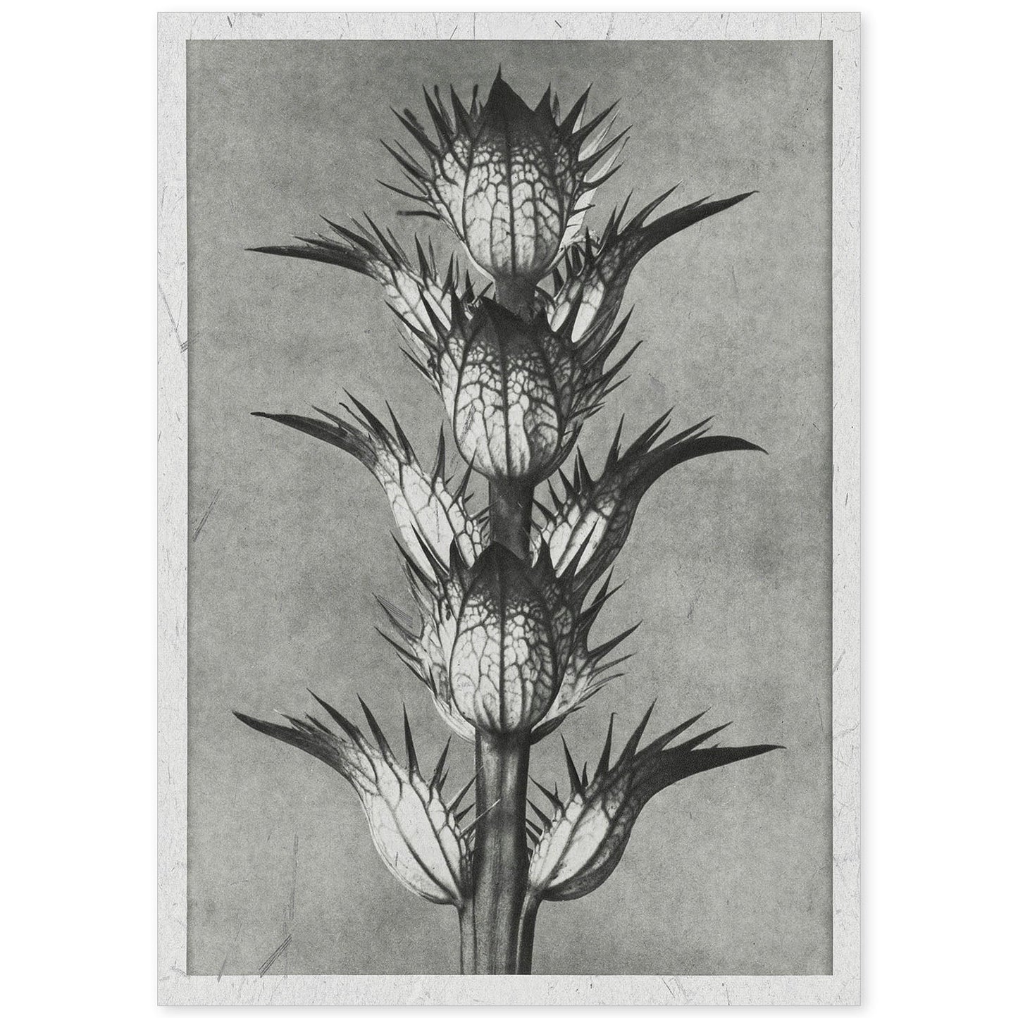 Lámina Planta blanco y negro 50. Pósters con ilustraciones de flores y plantas en tonos grises.-Artwork-Nacnic-A4-Sin marco-Nacnic Estudio SL